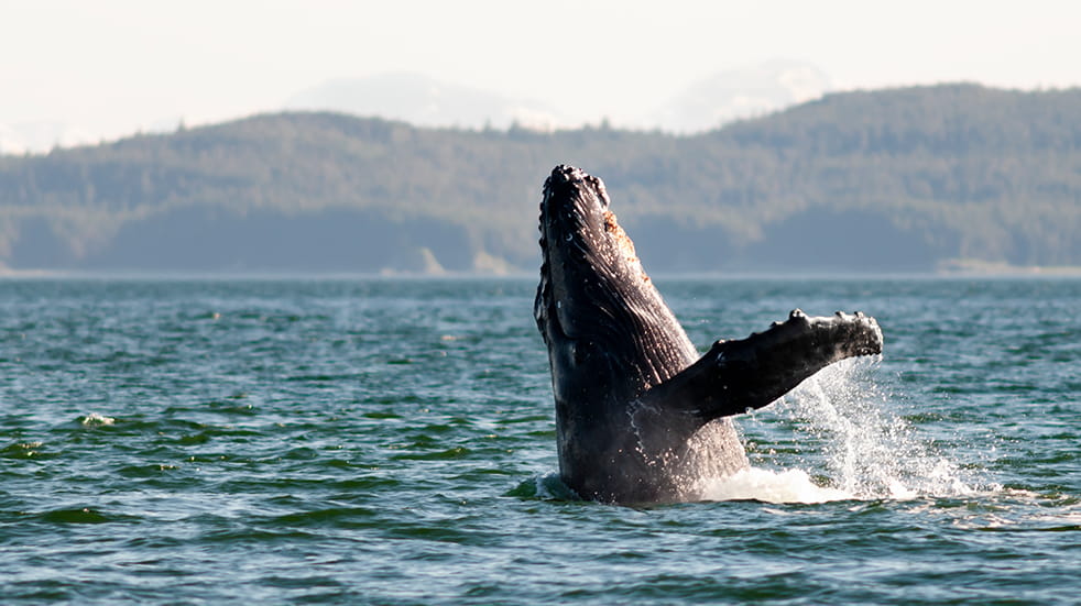 Tropical Sky Canada whale watching in Alaska